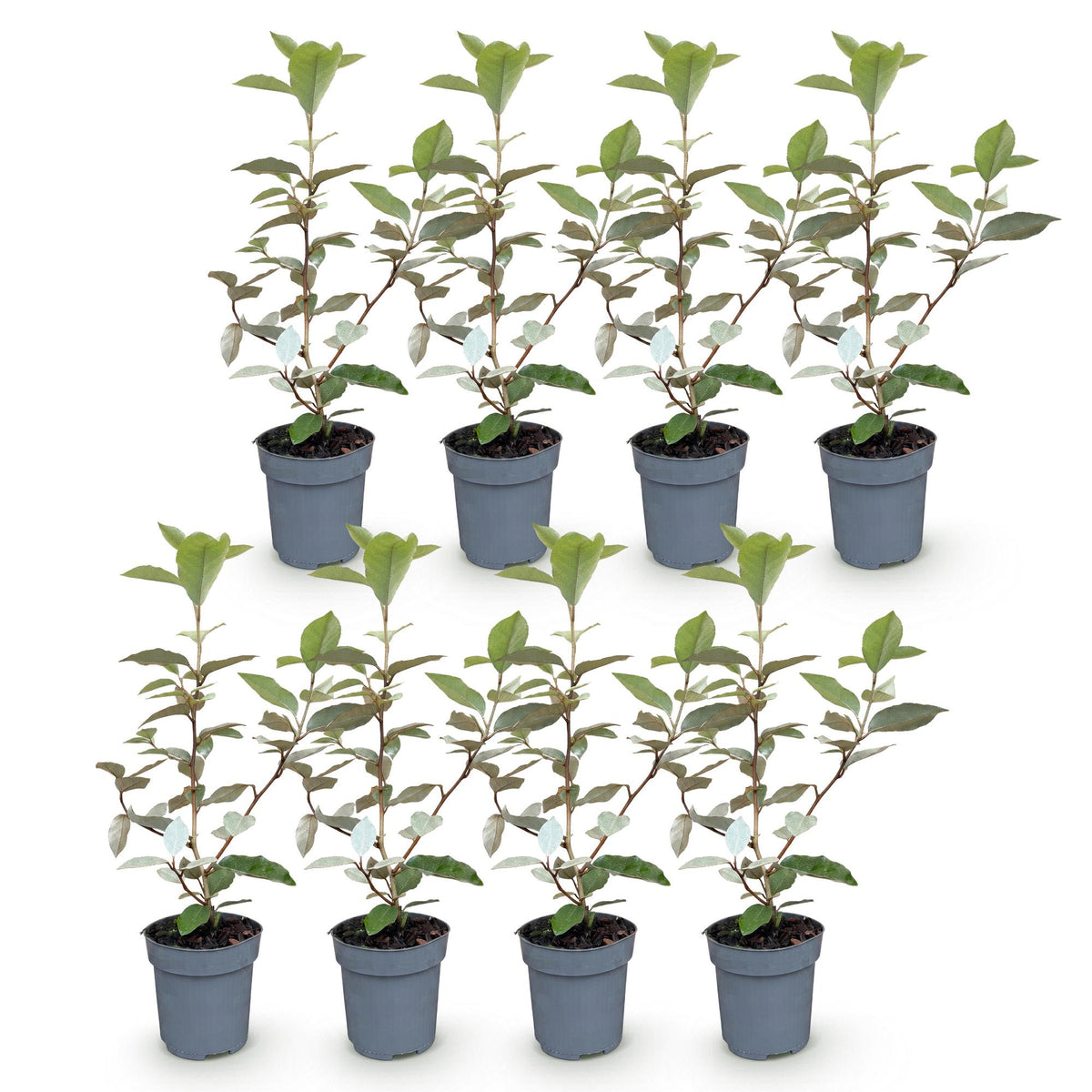 Elaeagnus ebbingei 'Compacta' (olivenpil) – 8 planter, Ø9 cm, 25–35 cm høje – billede 2