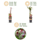 Vaccinium corymbosum 'Pink Lemonade' (Rosa Heidelbeere) – 2 Pflanzen, Ø 15 cm, 50 cm hoch