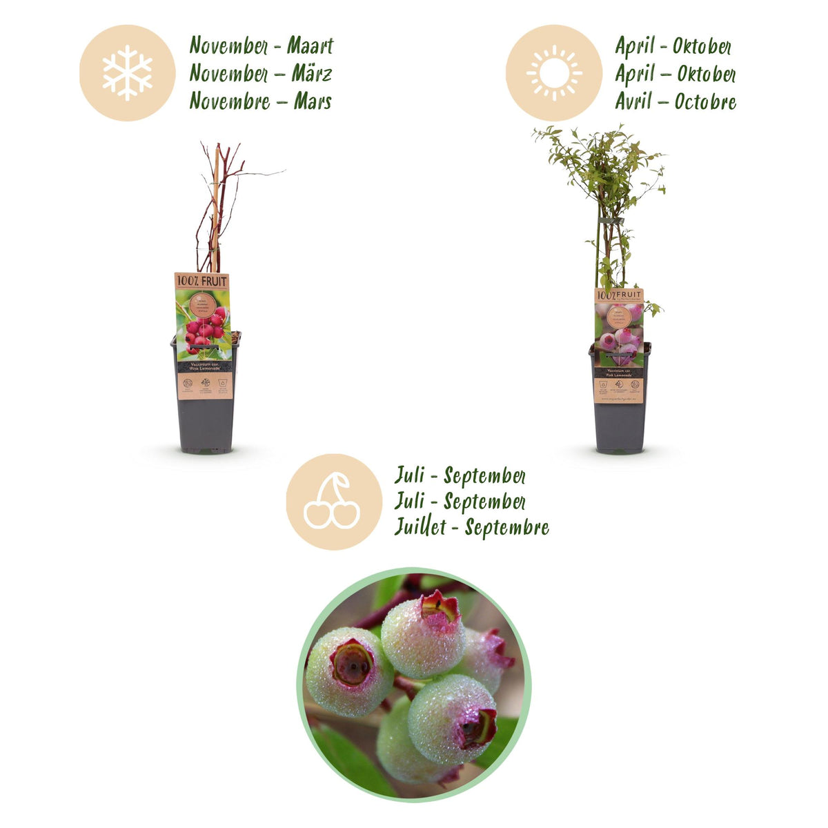 Vaccinium corymbosum 'Pink Lemonade' (Rosa Heidelbeere) – 2 Pflanzen, Ø 15 cm, 50 cm hoch – Bild 4