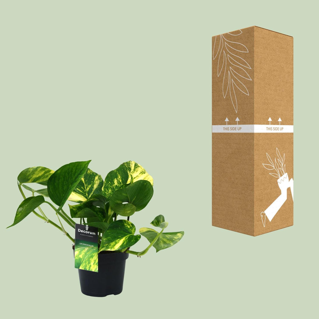 Epipremnum (scindapsus) – Ø12 cm, 25 cm hoch – aureum – Art. 12448