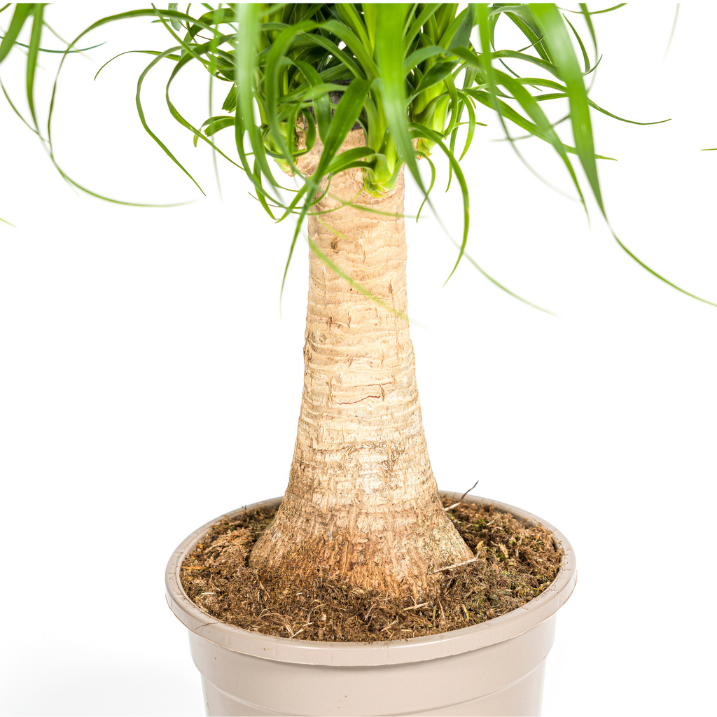 Beaucarnea recurvata stem (elephant foot) – Ø17 cm, 40–60 cm high – photo 3