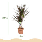 Dracaena Magenta (drakträd) – Ø17 cm, 70–80 cm hög