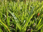 Carex morrowii 'Aureovariegata' (sedge) – 24 plants, Ø9 cm, 10–25 cm high