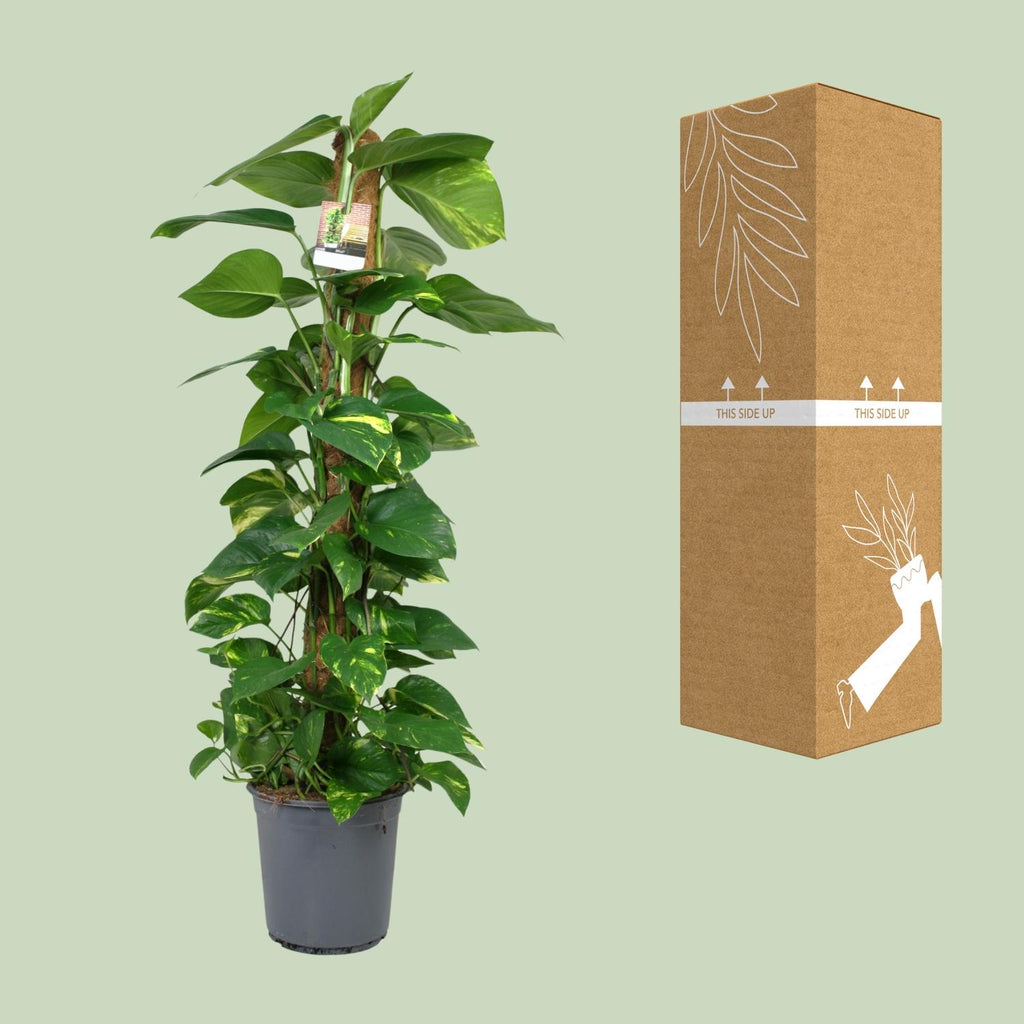 Scindapsus Epipremnum – Ø24 cm, 120 cm høj