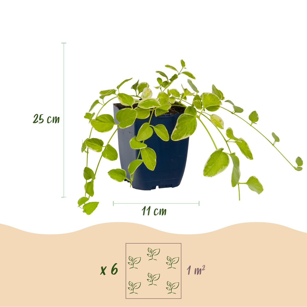 Vinca major variegata (Gewöhnlicher Efeu-duft) – blau – 24 Pflanzen, Ø 11 cm, 15–25 cm hoch – Bild 3