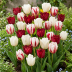 Tulp 'Dutch Design' – 120 bloembollen (bolmaat 11/12)