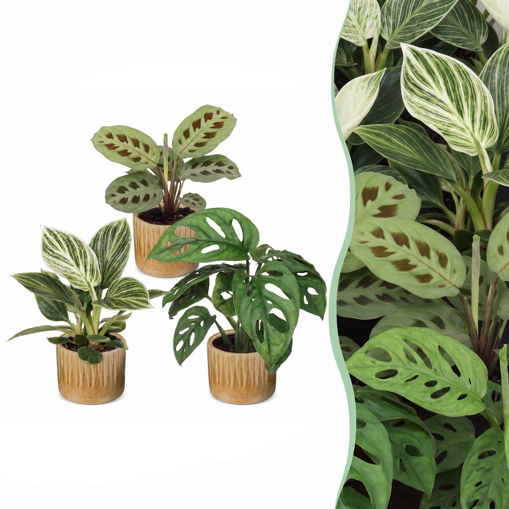 3× Surprise box of houseplants incl. Linnea Honey – Ø6 cm, 5–15 cm tall