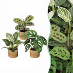 3× Surprise box of houseplants incl. Linnea Honey – Ø6 cm, 5–15 cm tall