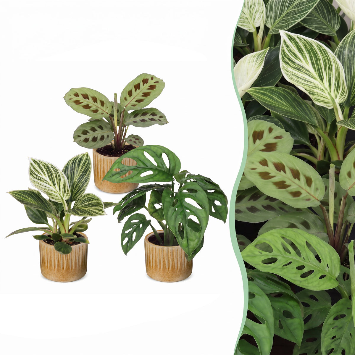 3× Überraschungsbox Zimmerpflanzen inkl. Linnea Honey – Ø6 cm, 5–15 cm hoch