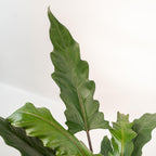 Alocasia Lauterbachiana (olifantsoor) met mand selin – Ø19 cm, 80 cm hoog