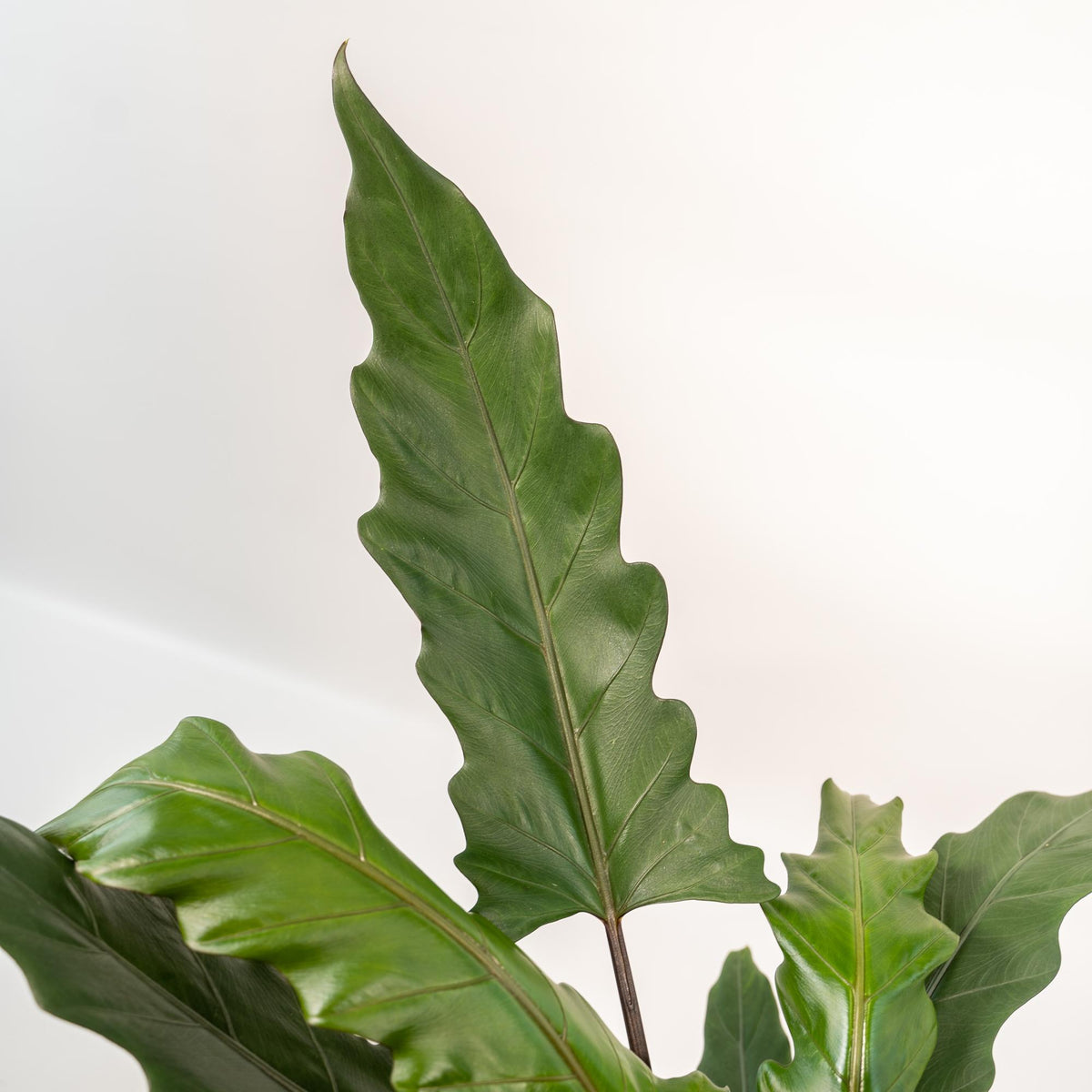 Alocasia Lauterbachiana (oreille d'éléphant) avec panier selin – Ø19 cm, 80 cm de haut