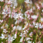 Gaura l. 'Whirling Butterflies' (Gaura) – 6 plantes, Ø9 cm, 10–25 cm de haut