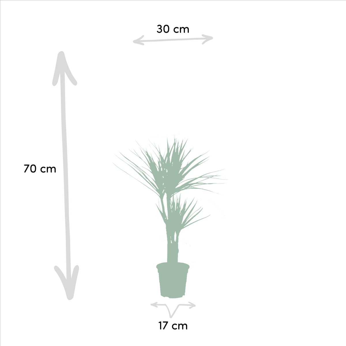 Dracaena ↨70cm (drakenboom) – Ø17 cm