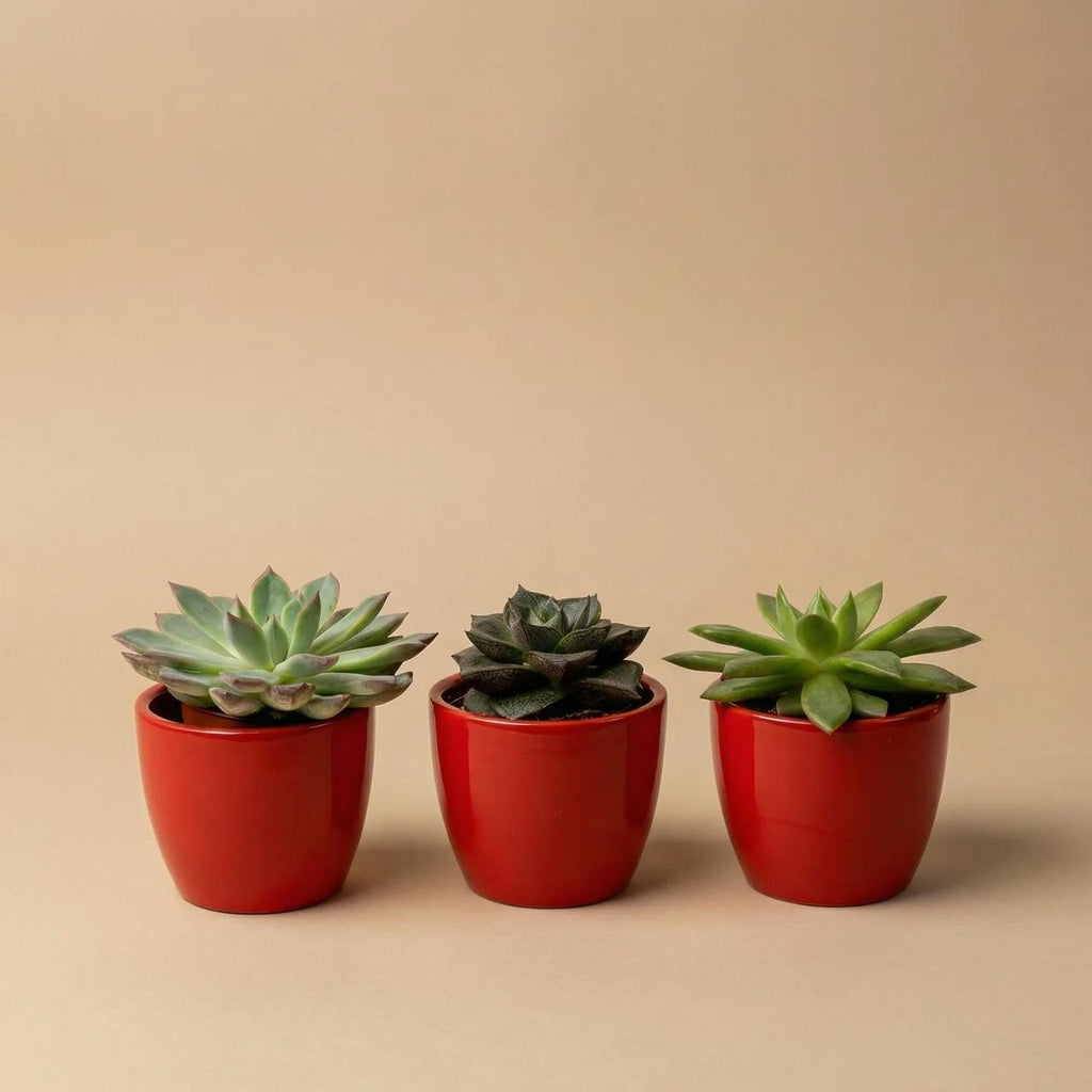 Sukkulenten – Ø 6 cm, 8–12 cm hoch