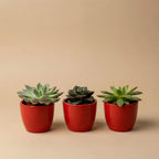 Sukkulenten – Ø 6 cm, 8–12 cm hoch