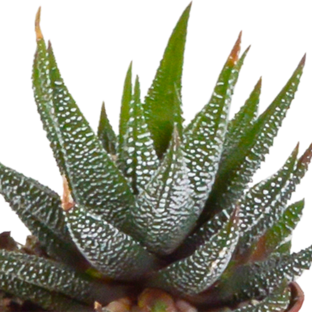 Gasteria/Haworthia mix – Ø6 cm, 13 cm hoog