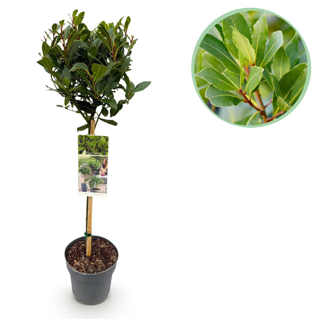 Laurus nobilis (Lorbeer) auf Stamm – Ø 19 cm, 90 cm hoch