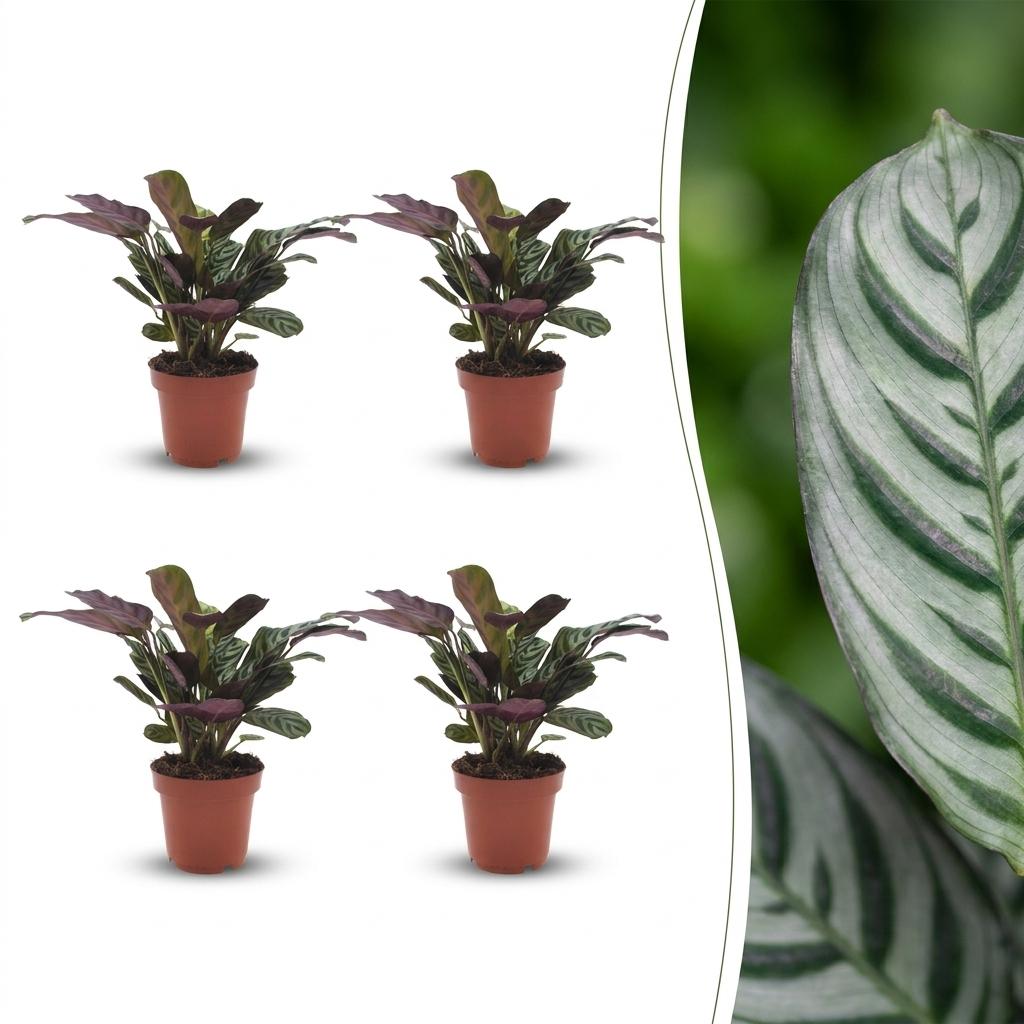 4× Ctenanthe burle-marxii (fiskebensplante) – Ø12 cm, 30 cm høj