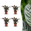 4× Ctenanthe burle-marxii (fiskebensplante) – Ø12 cm, 30 cm høj