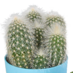 Mélange de cactus (Cactaceae) – Ø 6 cm, 16 cm de haut