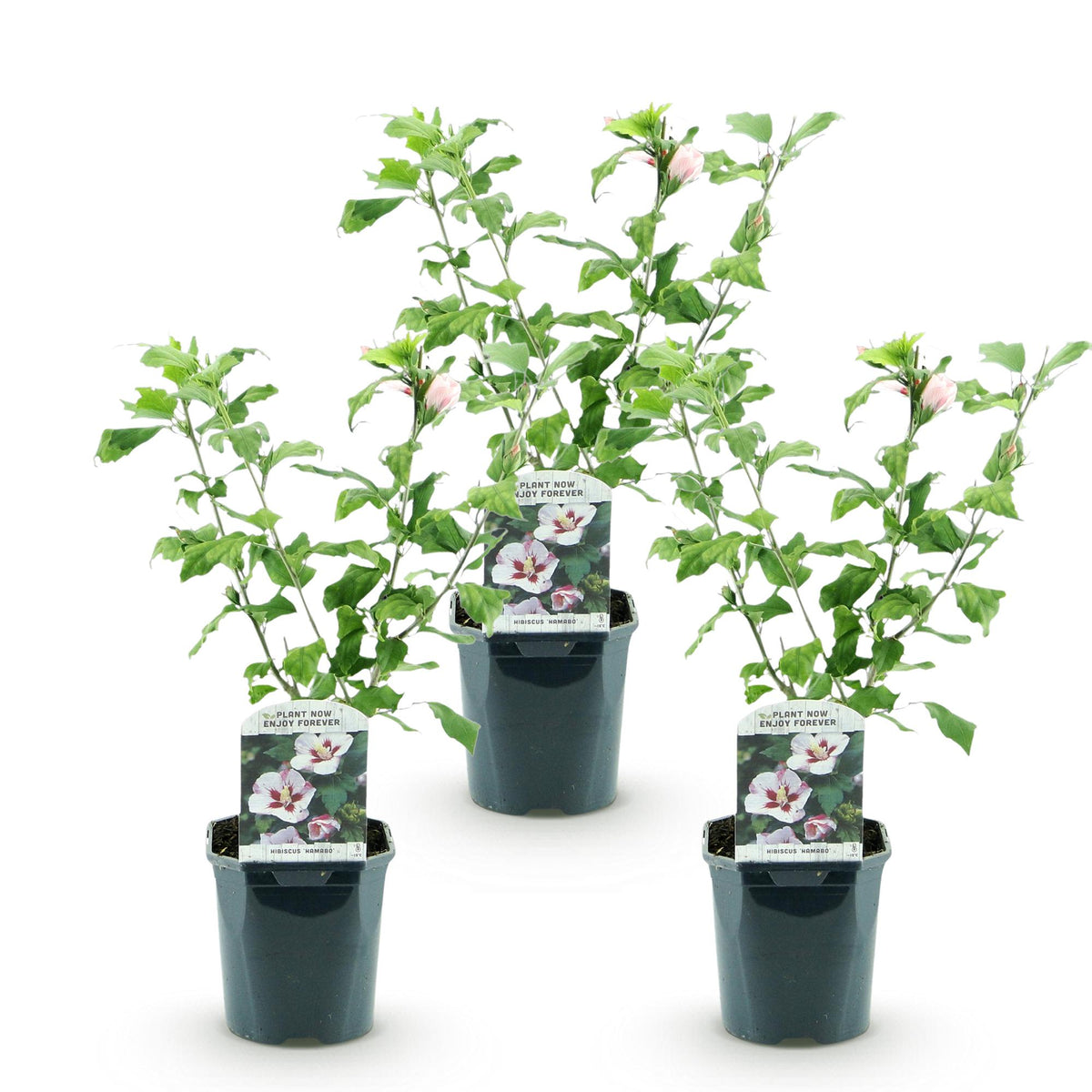 Hibiscus syriacus 'Hamabo' (tuinhibiscus) – wit-roze – 3 planten, Ø17 cm, 45 cm hoog