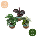 3× Jungpflanzen Dschungel-Mix inkl. Copper Reef – Ø6 cm, 10–15 cm hoch