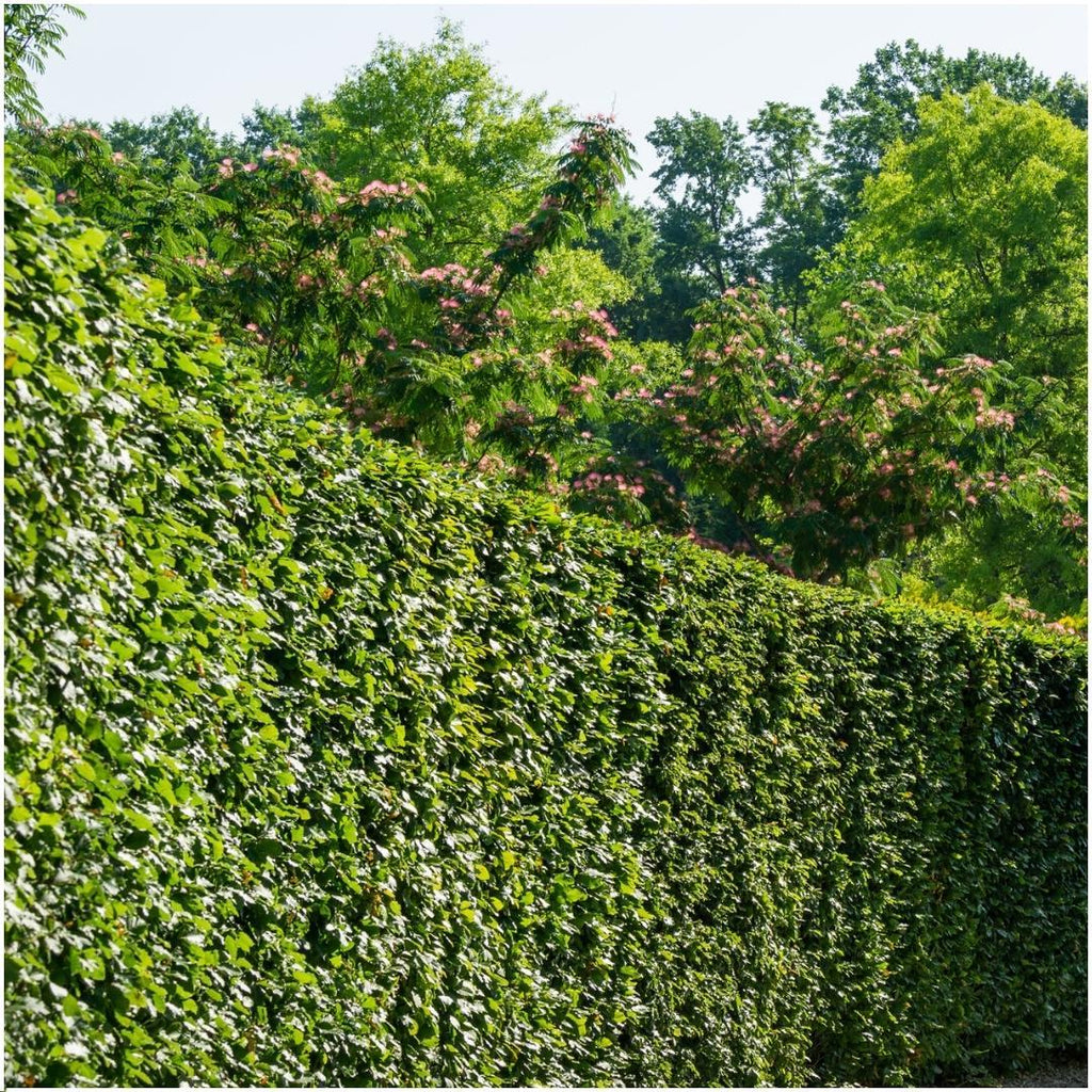 Carpinus betulus (haagbeuk) – 6 planten, 25 cm hoog – foto 2