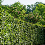 Carpinus betulus (haagbeuk) – 6 planten, 25 cm hoog