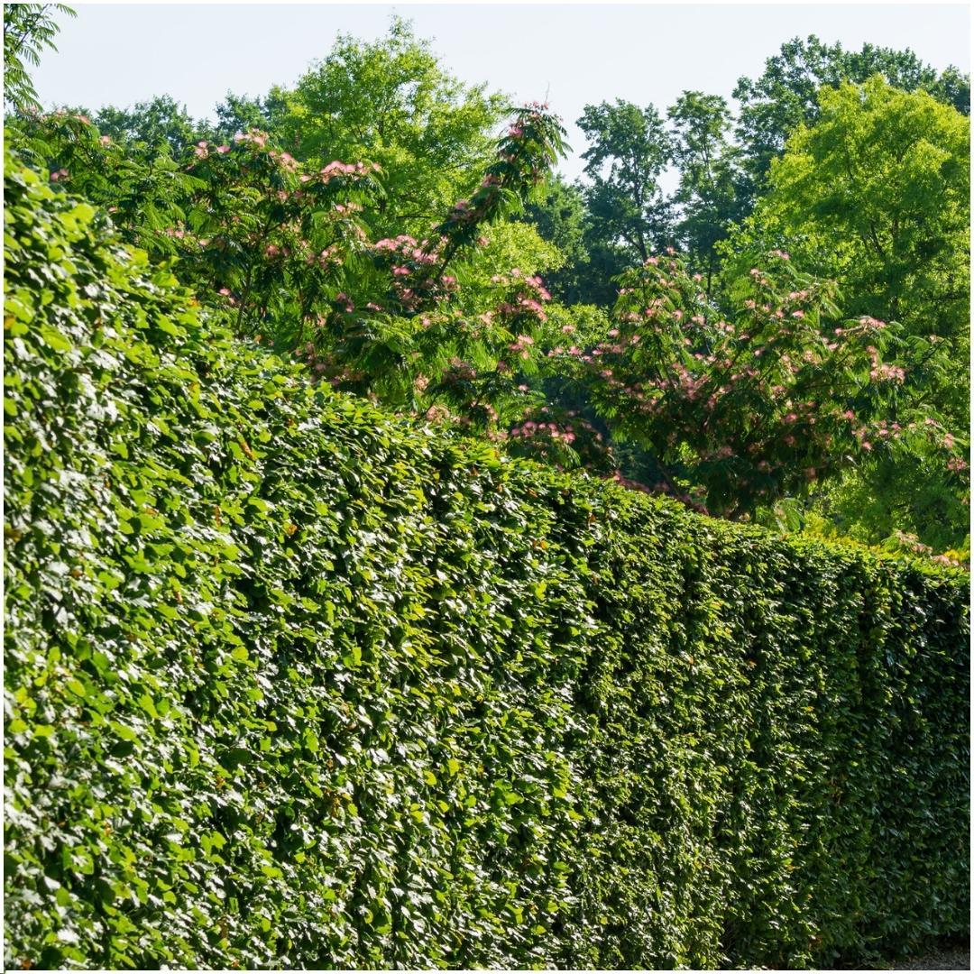 Carpinus betulus (haagbeuk) – 6 planten, 25 cm hoog