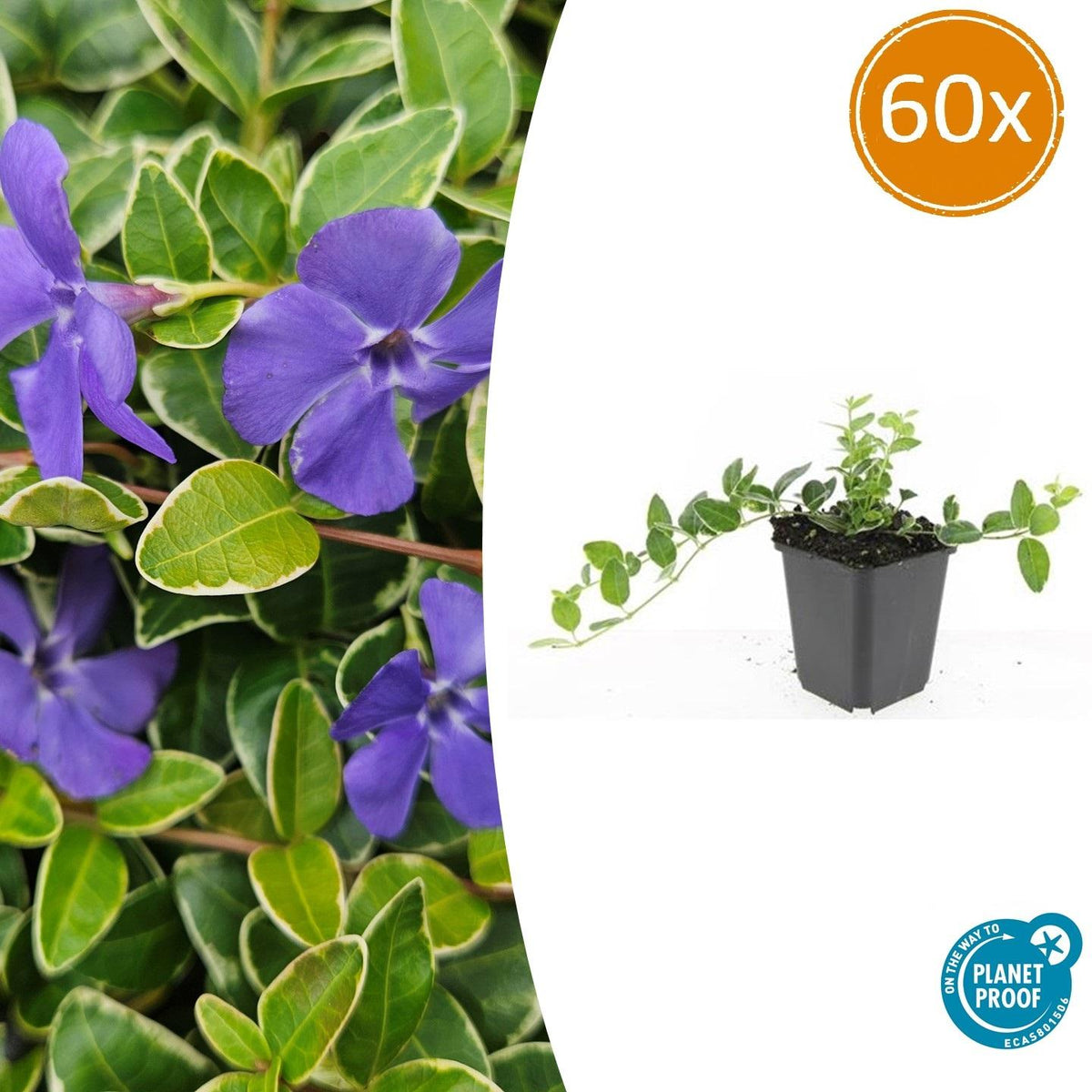Vinca minor 'Argenteovariegata' (bigleaf vinca) – 60 plants, Ø9 cm, 10–25 cm high – photo 2