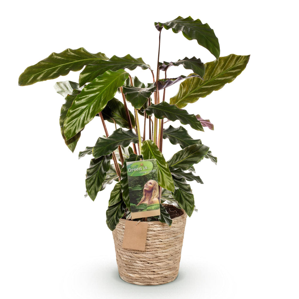 Calathea Rufibarba met mand – Ø17 cm, 55–60 cm hoog