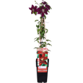 Clematis 'Niobe' (virgin's-bowdelia) – Ø15 cm, 65 cm high