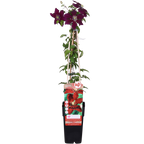 Clematis 'Niobe' (virgin's-bowdelia) – Ø15 cm, 65 cm high