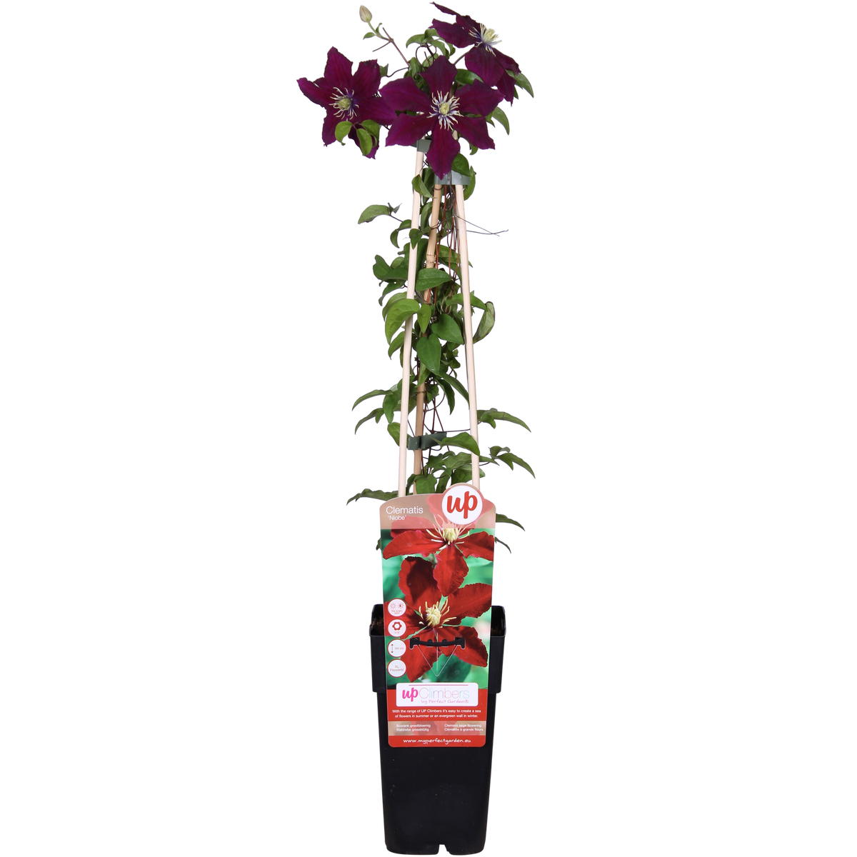 Clematis 'Niobe' (bosrank) – Ø15 cm, 65 cm hoog