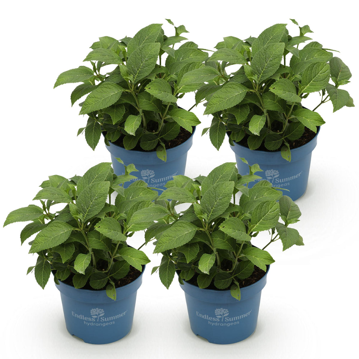 Hydrangea 'Endless Summer The Bride' (hortensia) – wit – 4 planten, Ø14 cm, 20–25 cm hoog – photo 2