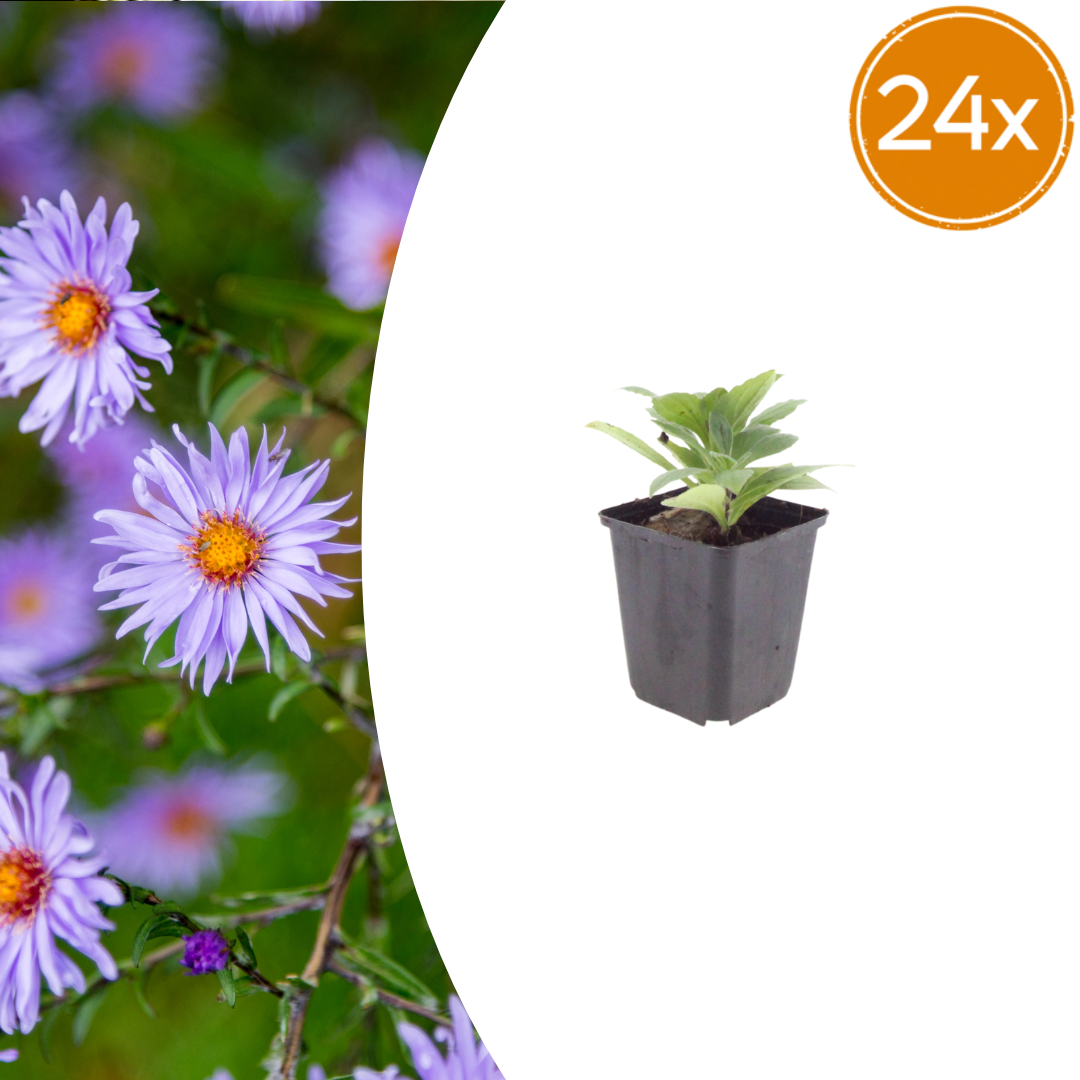 Aster frikartii 'Monch' – 24 Pflanzen, Ø9 cm, 10–25 cm hoch