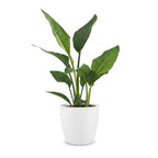 Strelitzia reginae (bird of paradise) in white Potter decorative pot – Ø12 cm, 35 cm high