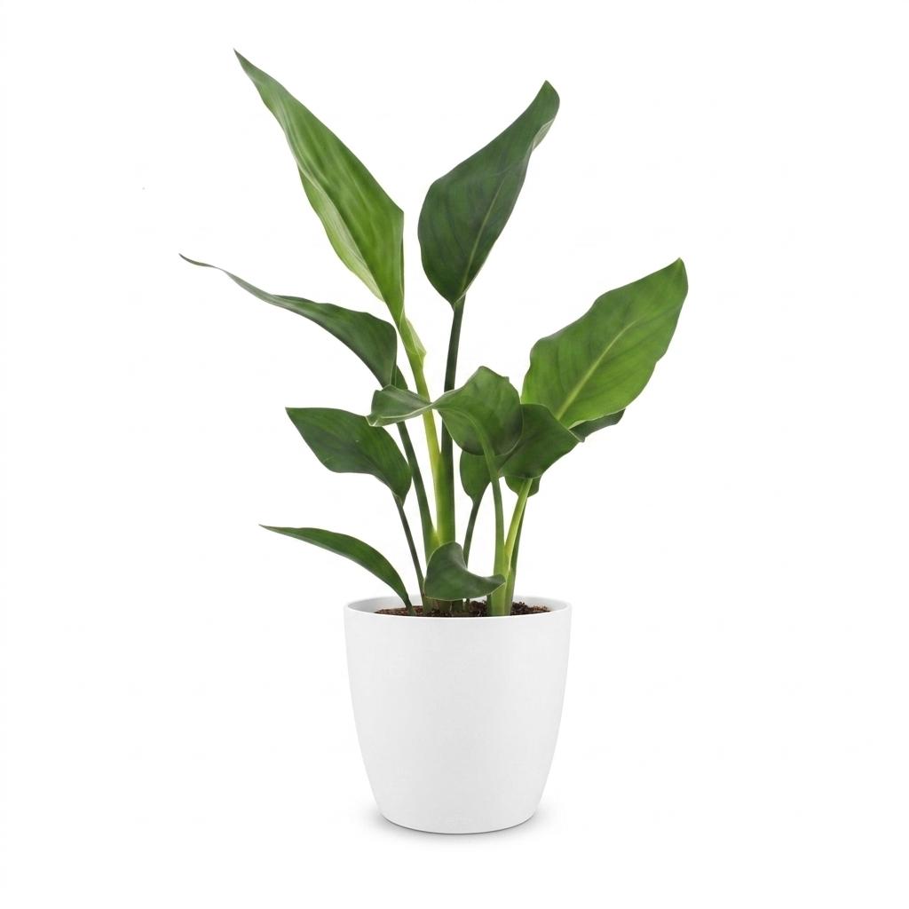 Strelitzia reginae (paradijsvogelbloem) in Potter-sierpot wit – Ø12 cm, 35 cm hoog