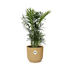 Chamaedorea elegans i ELHO Vibes Fold 14 cm gul (bergpalm) – 40 cm hög
