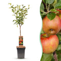 Malus domestica 'Elstar' (appelboom) – Ø21 cm, 90 cm hoog
