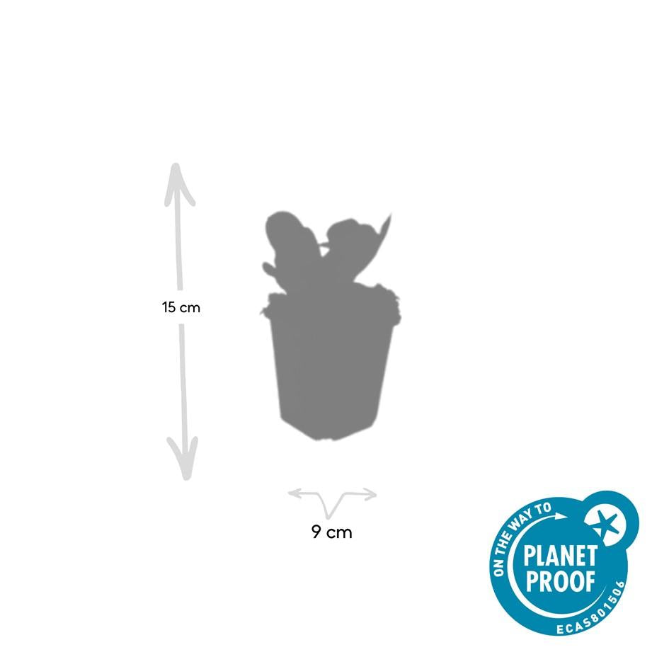 Bergenia cordifolia 'Herbstblüte' (schoenlappersplant) – 48 planten, Ø9 cm, 10–25 cm hoog