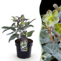 Helleborus sternii 'Silver Dollar' (kerstroos) – Ø14 cm, 35 cm hoog