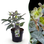 Helleborus sternii 'Silver Dollar' (kerstroos) – Ø14 cm, 35 cm hoog