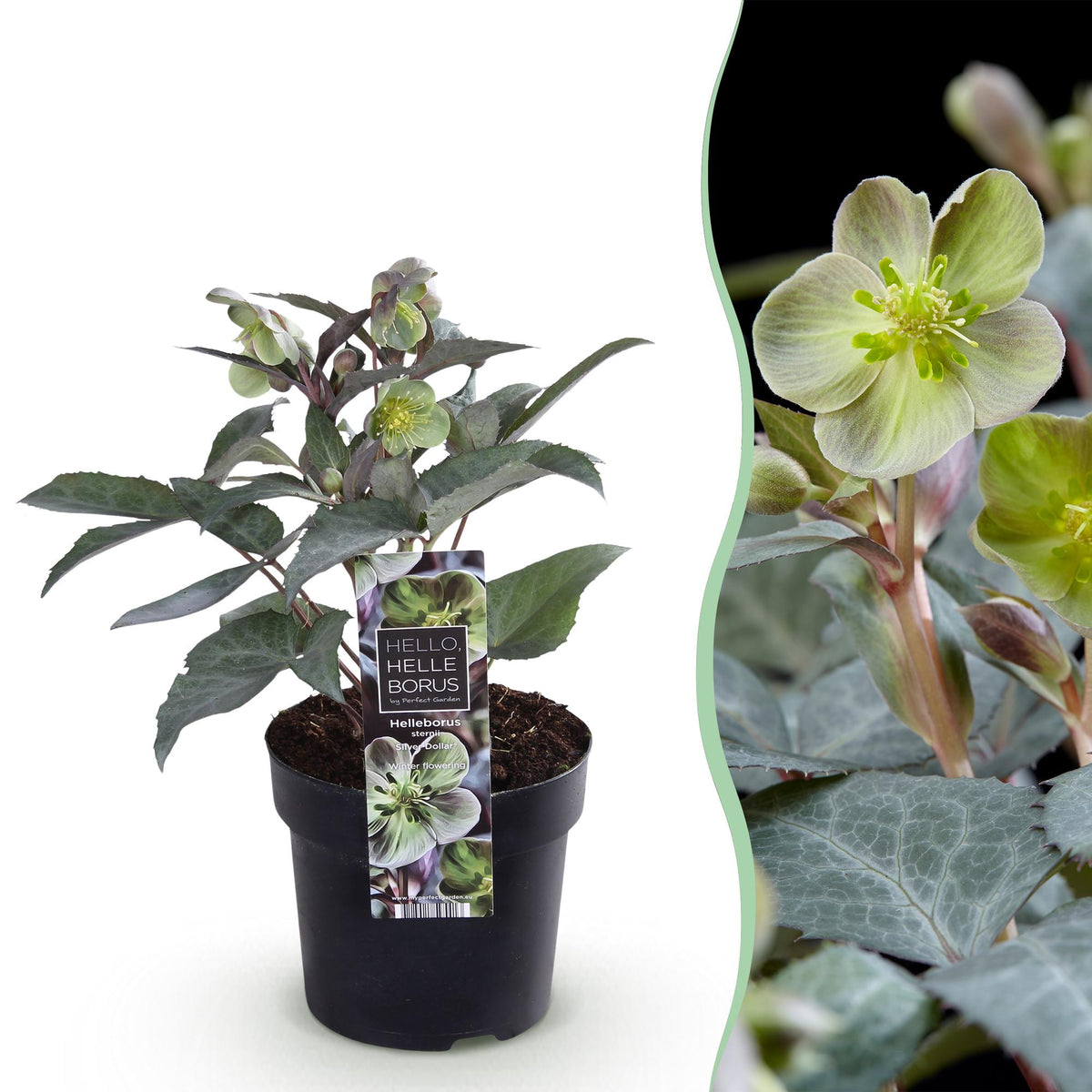 Helleborus sternii 'Silver Dollar' (Sternenkohl) – Ø 14 cm, 35 cm hoch