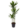 Dracaena Cintho (Drachenbaum) – Ø 24 cm, 160 cm hoch