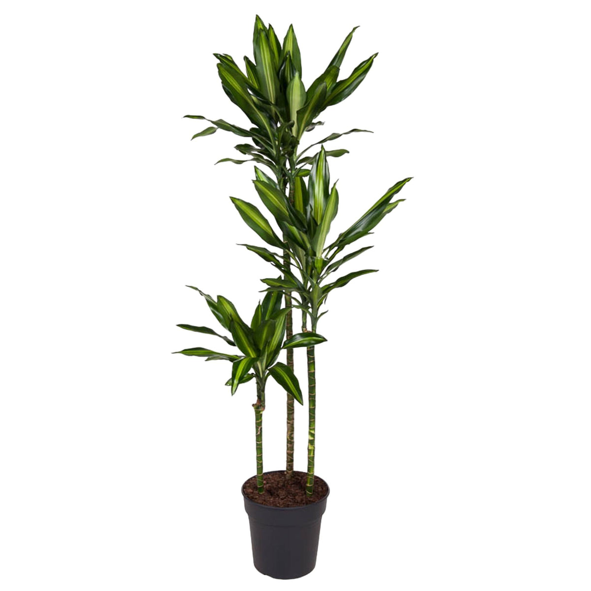 Dracaena Cintho (Drachenbaum) – Ø 24 cm, 160 cm hoch