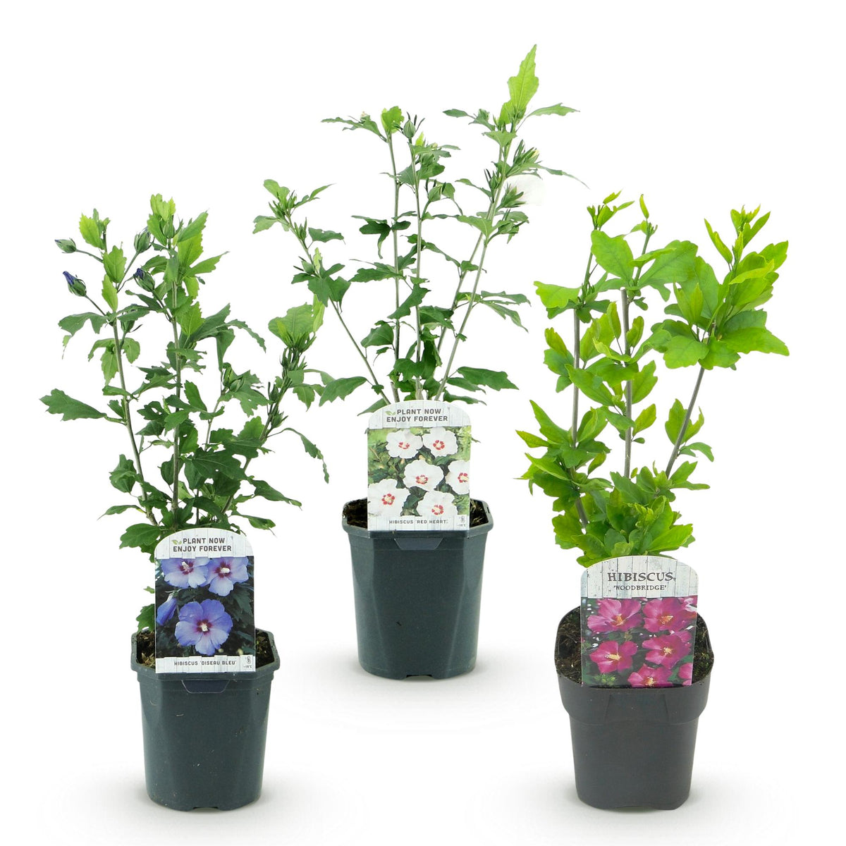 Hibiscus syriacus 'Tricolour' (tuinhibiscus) – roze-wit-blauw – 3 planten, Ø17 cm, 45 cm hoog – bild 2