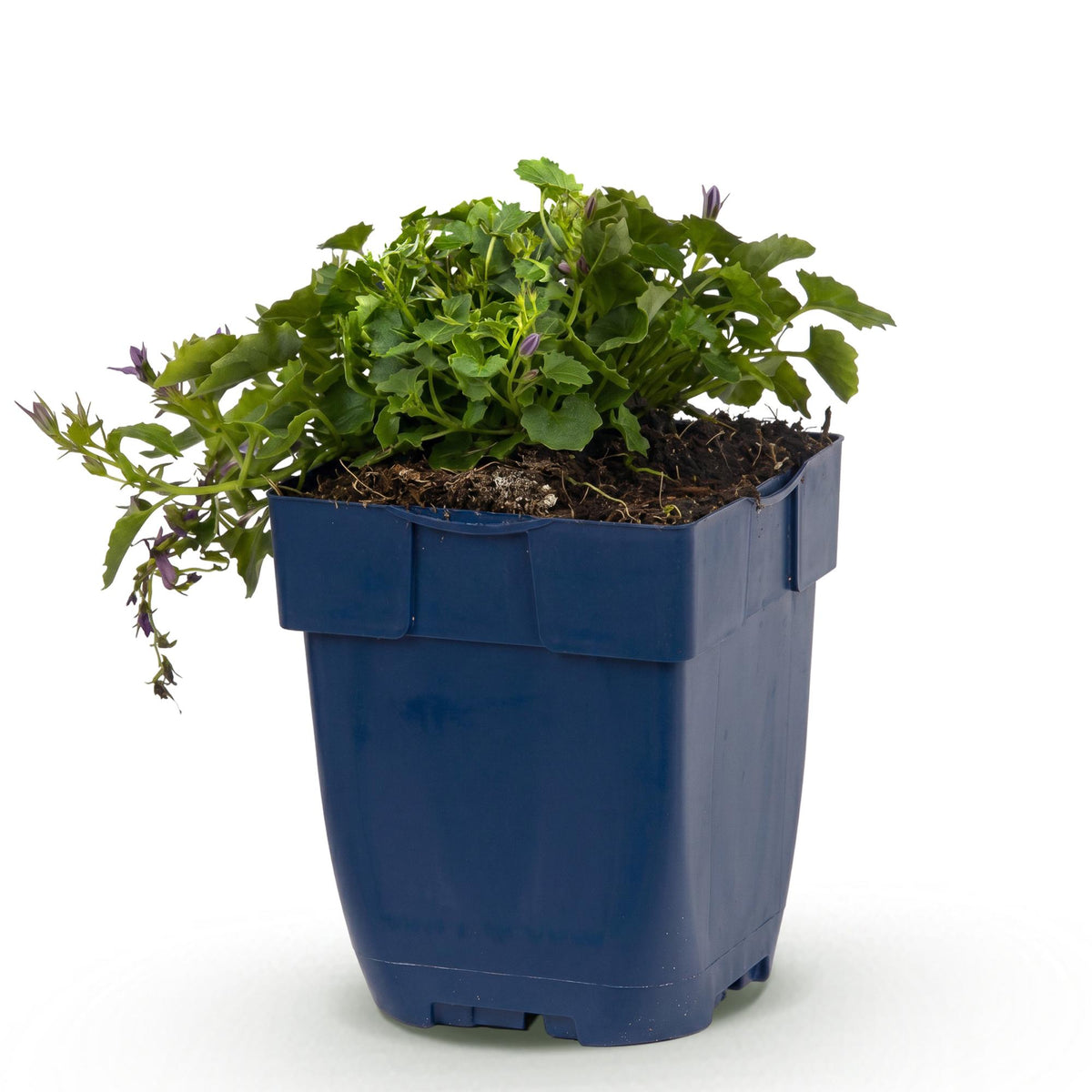 Campanula poscharskyana 'Stella' (jacinthe à feuilles de pêcher) – violet – Ø11 cm, 15–25 cm de haut