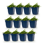 Stachys monnieri 'Hummelo' (oreille d'âne) – violet – 12 plants, Ø11 cm, 15–25 cm de haut