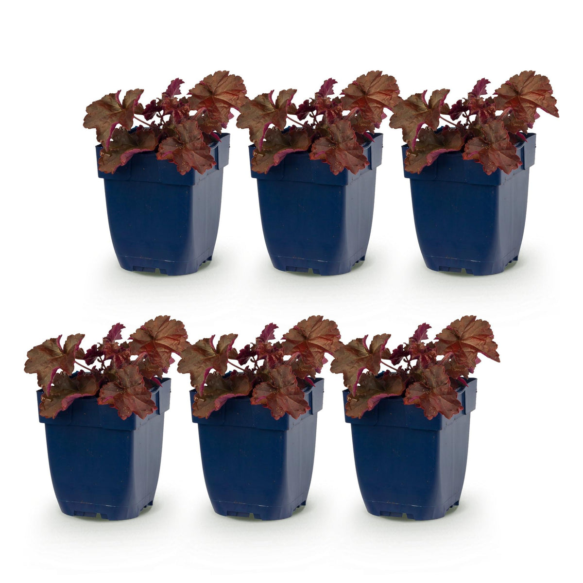 Heuchera micr. 'Palace Purple' (purperklokje) – paars – 6 planten, Ø11 cm, 15–25 cm hoog